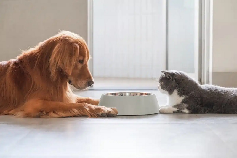 Communication Between Cat and Dog