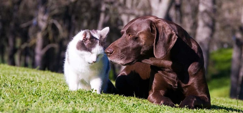 Communication Styles of cats and dogs