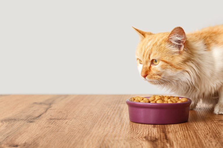 Does Wet Cat Food Help with Weight Management?