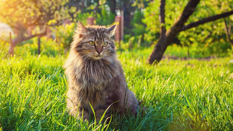 Environmental Factors That Shape a Cat’s Friendliness