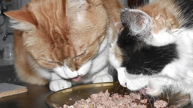 Factors That Influence How Much Wet Food to Feed Your Cat