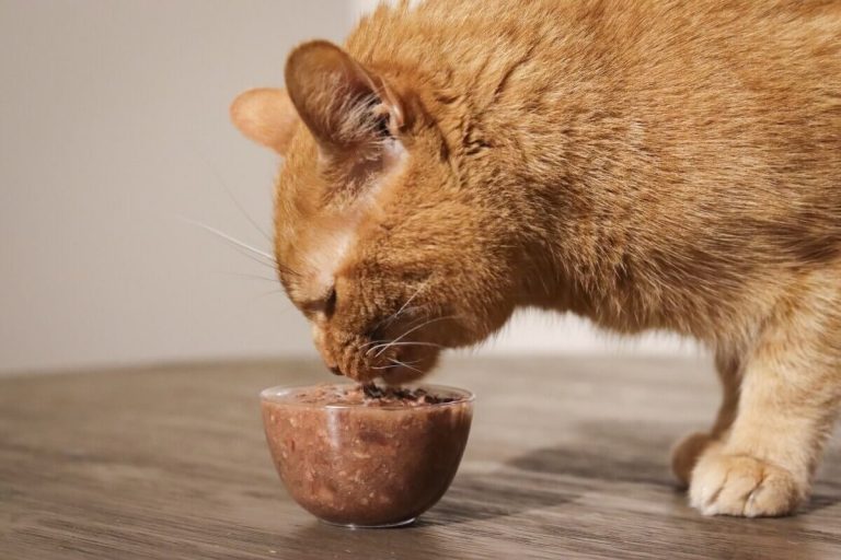 Grain-Free vs. Grain-Inclusive Wet Cat Food