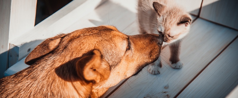 Guide to Easing Tensions Between Your Cat and Dog