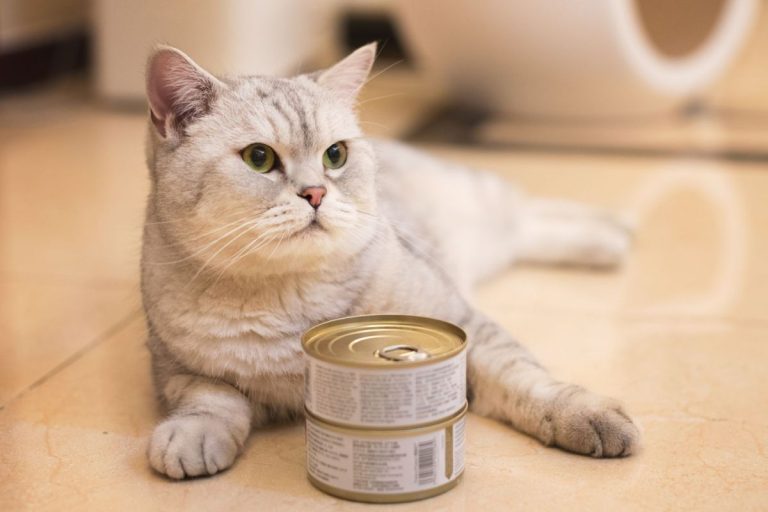 How Long Can Wet Cat Food Be Left Out