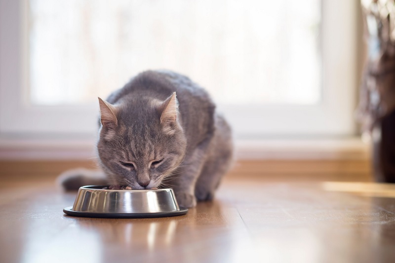 How Often Should I Feed My Cat Wet Food Based on Their Age?