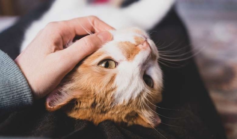 How Past Trauma Impacts Your Cat’s Social Behavior