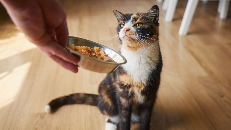 How Wet Cat Food Can Help Hydrate Your Cat