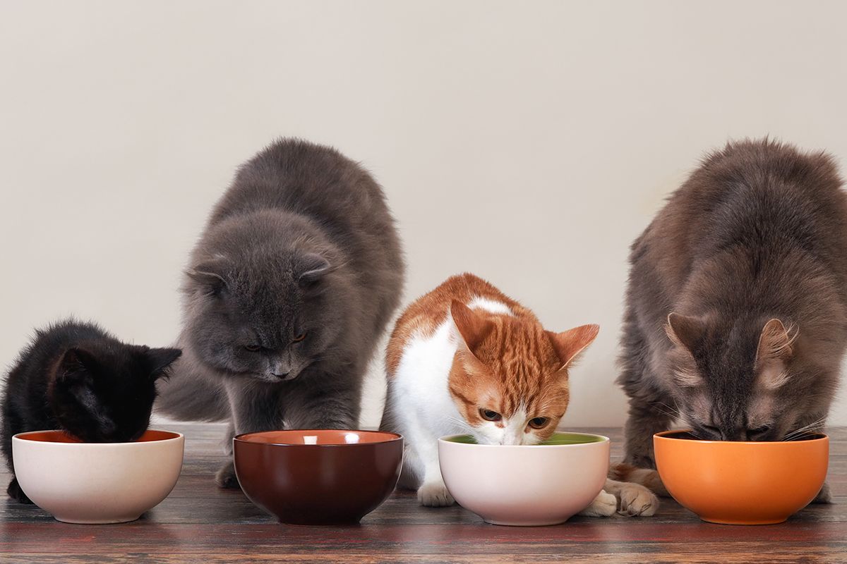 How to Choose Wet Food Based on Your Cat’s Age