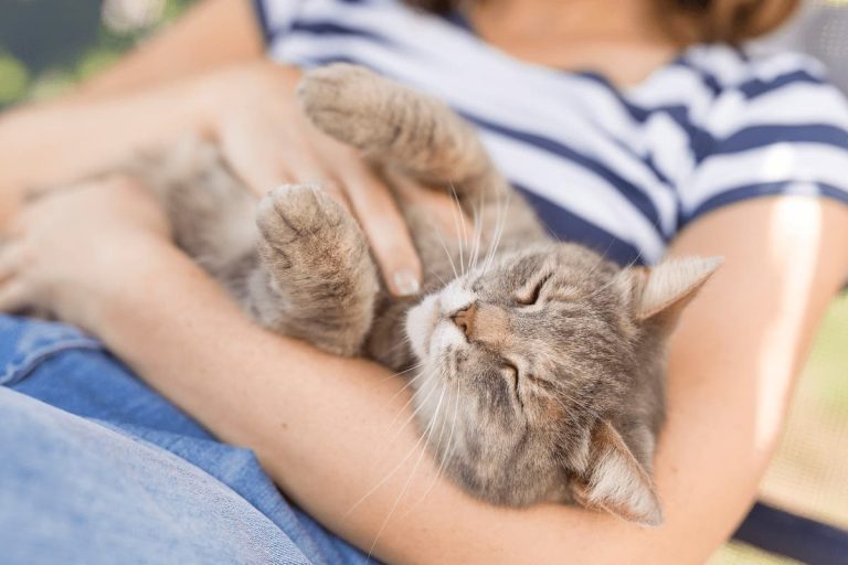 How to Encourage Your Cat to Be More Affectionate