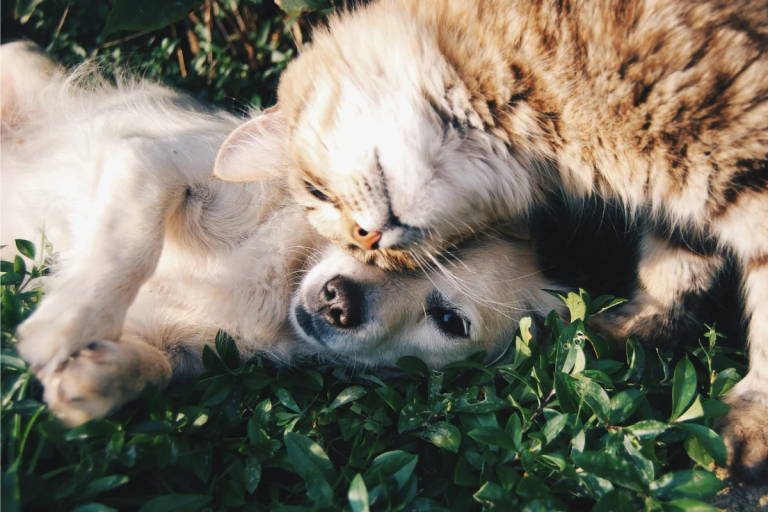 How to Help Your Cat and Dog Become Best Friends