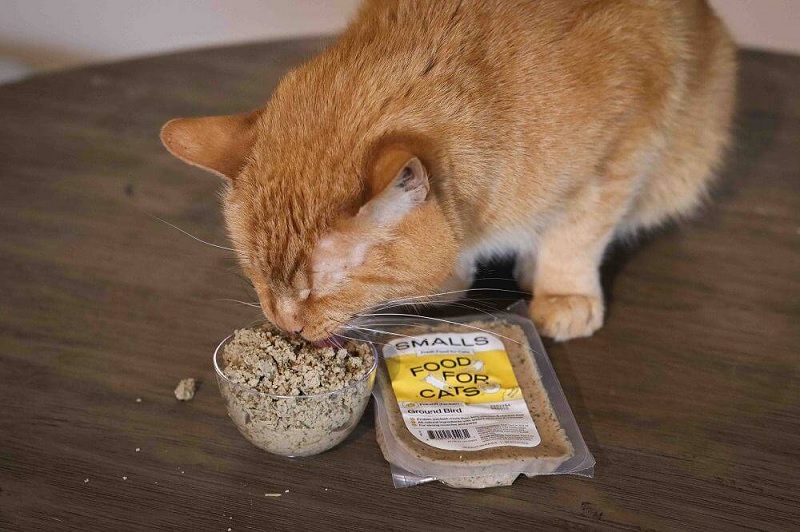 How to Identify a True Low-Carb Wet Cat Food