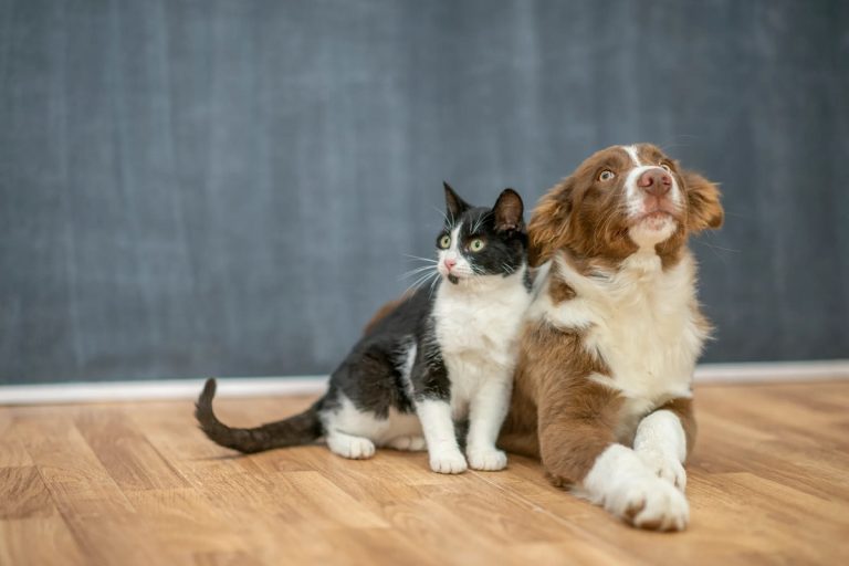 How to Introduce a Cat and Dog for a Lifelong Friendship