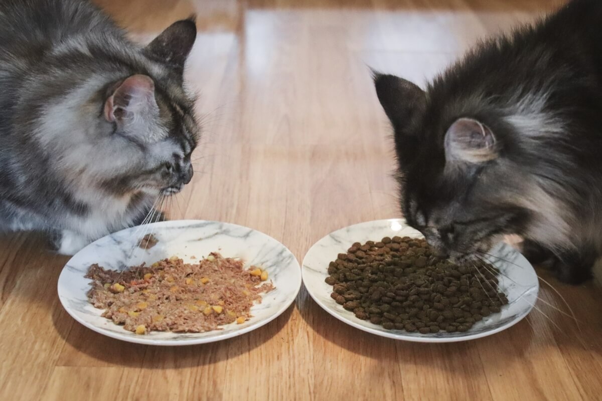 How to Know if Your Cat Prefers Wet Food Over Dry