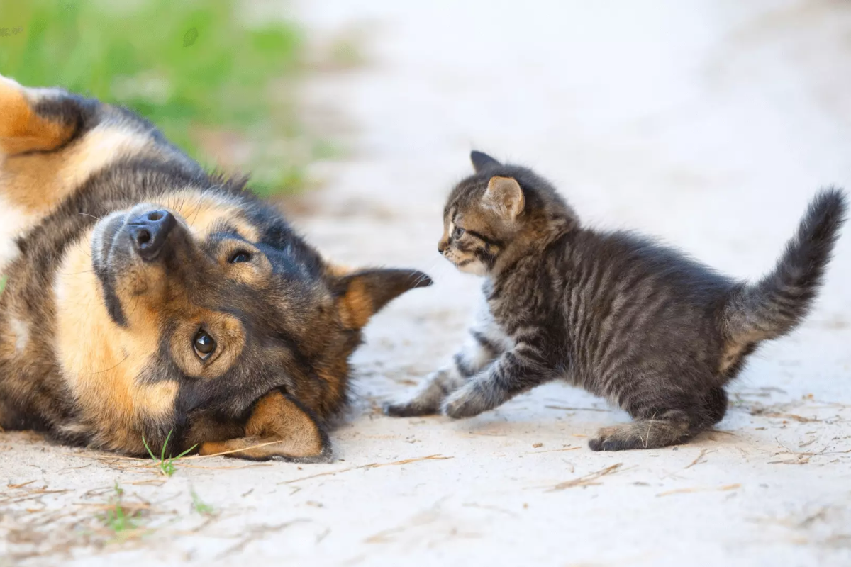 How to Safely Break Up a Cat and Dog Fight