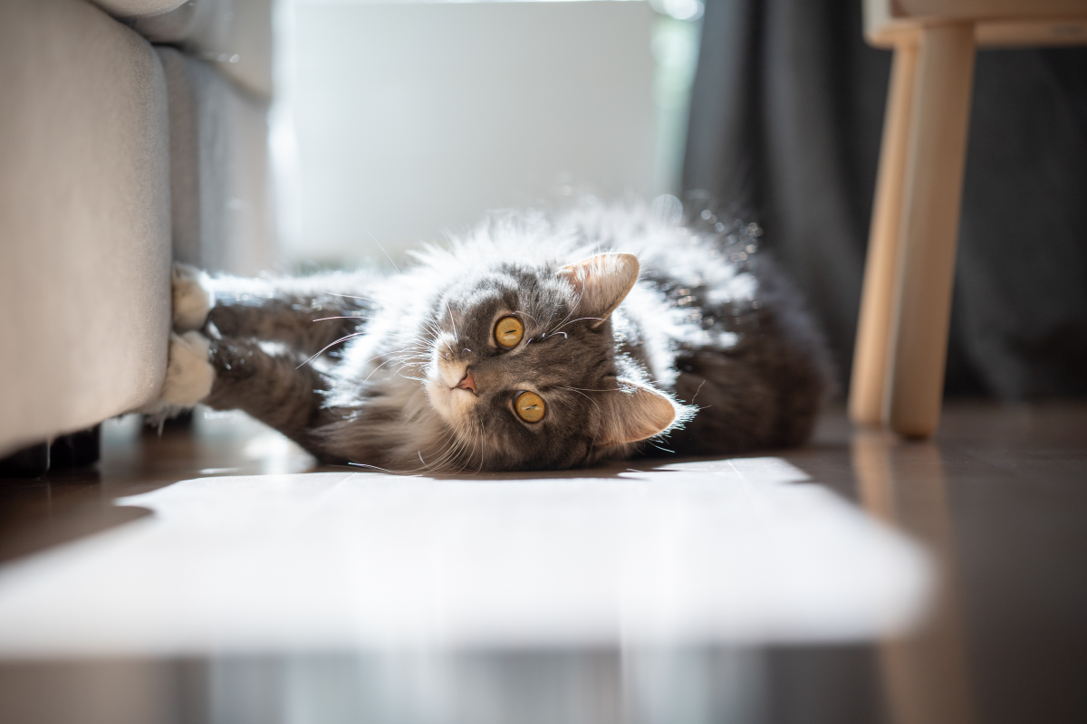 How to Train Your Cat to Use a Scratching Post