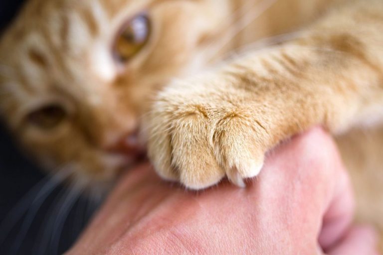 How to Treat Cat Scratches on Skin