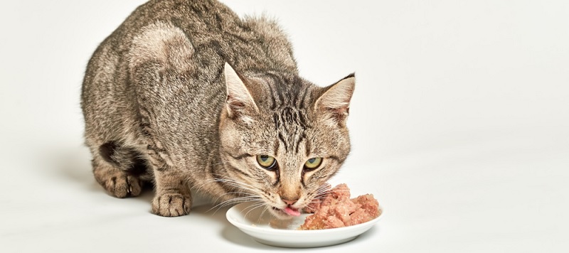 Importance of Wet Food in a Cat’s Diet