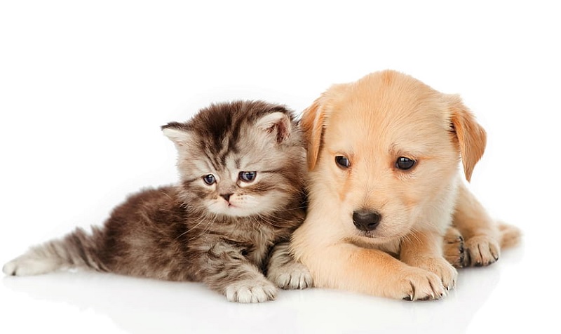 Initial Costs of Pet Ownership