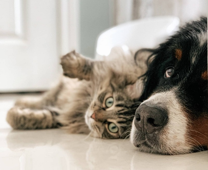 Lifestyle Considerations for cats and dogs