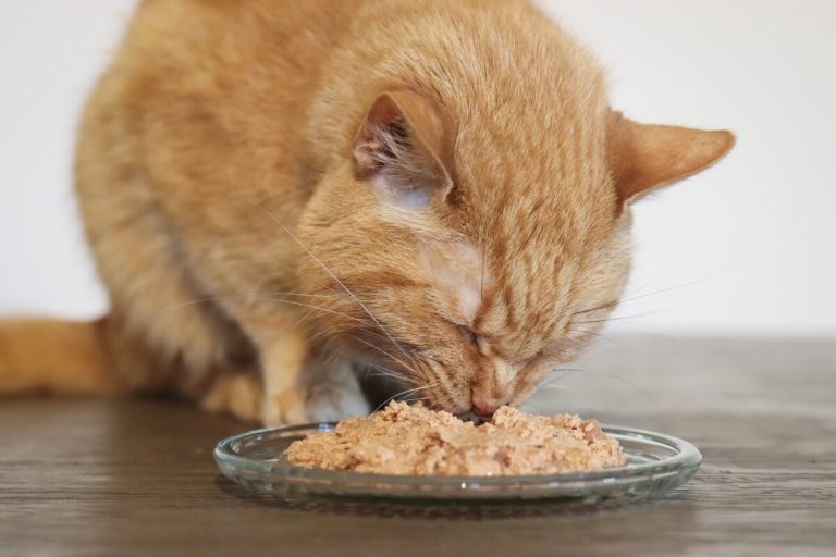 Low-Carb Wet Cat Food Options