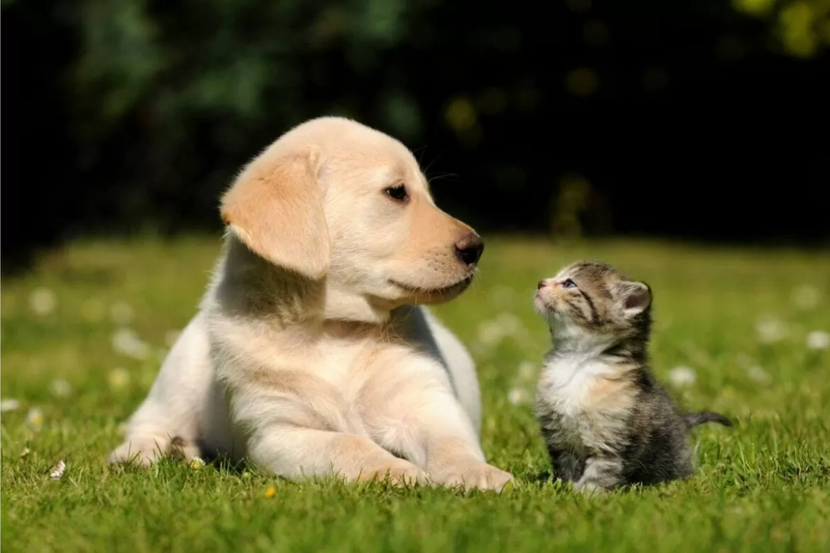 Personality Differences Between Cats and Dogs