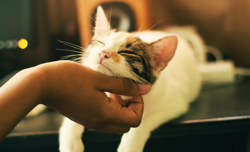 Personality Traits of Cat Lovers