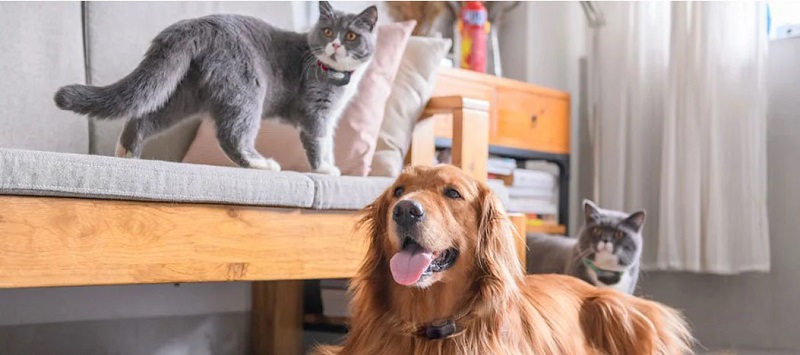 Preparing Your Home for Both Cats and Dogs