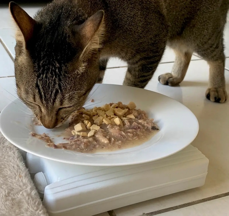 Reasons to Heat Up Wet Food