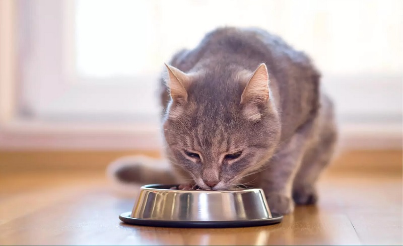 Role of Wet Food in Urinary Health