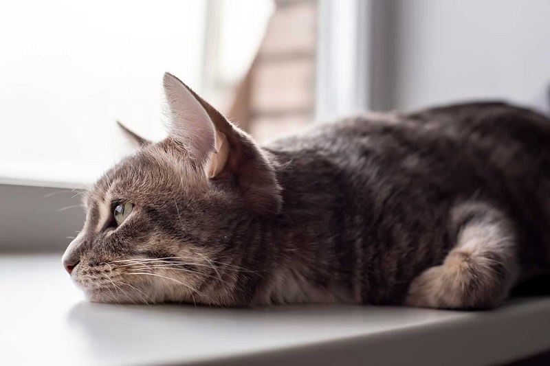 Signs That Your Cat Might Be Unwell