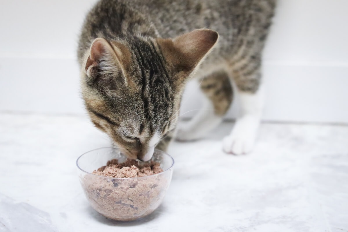 Signs Your Cat Is Not Getting Enough Wet Food