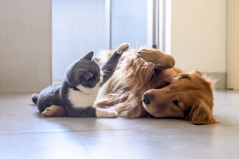 Signs Your Cat and Dog Are About to Fight