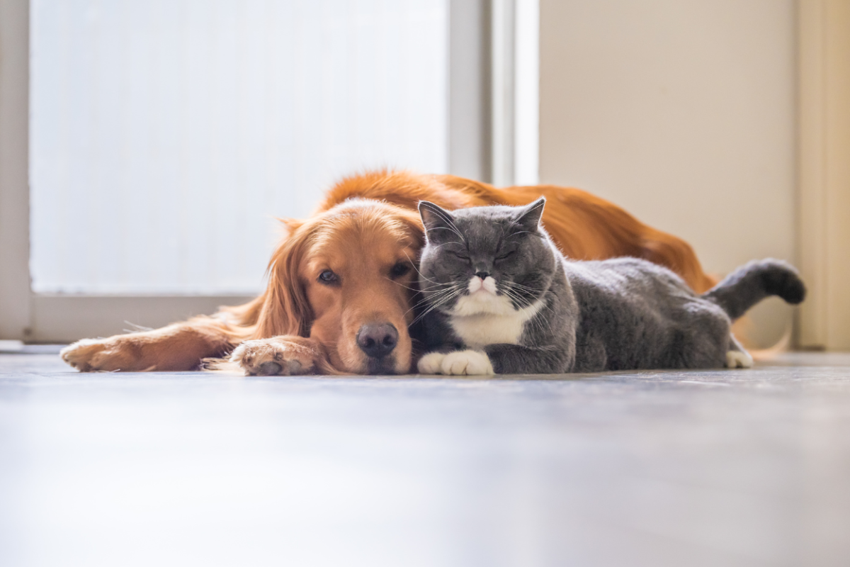 Signs Your Cat and Dog Are Bonding