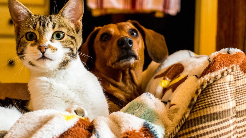 Social Behavior of cats and dogs