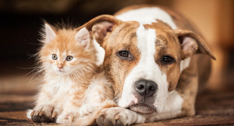 The Basics of Cats and Dogs