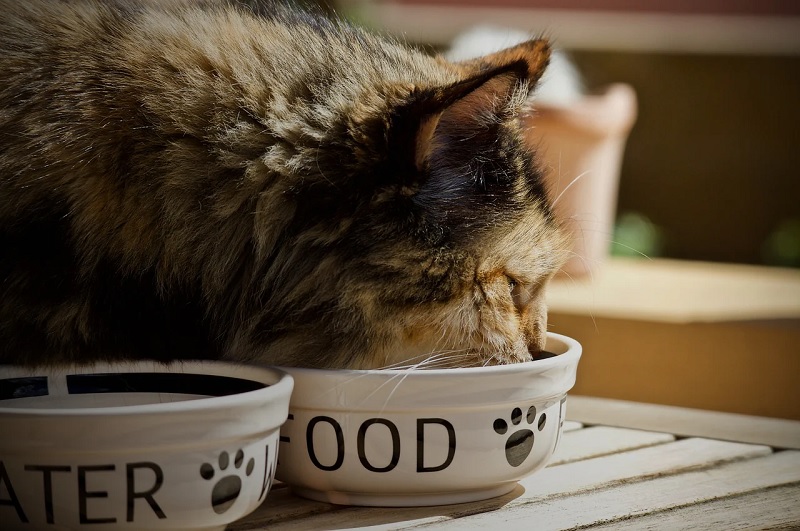 The Benefits of Low-Carb Wet Cat Food