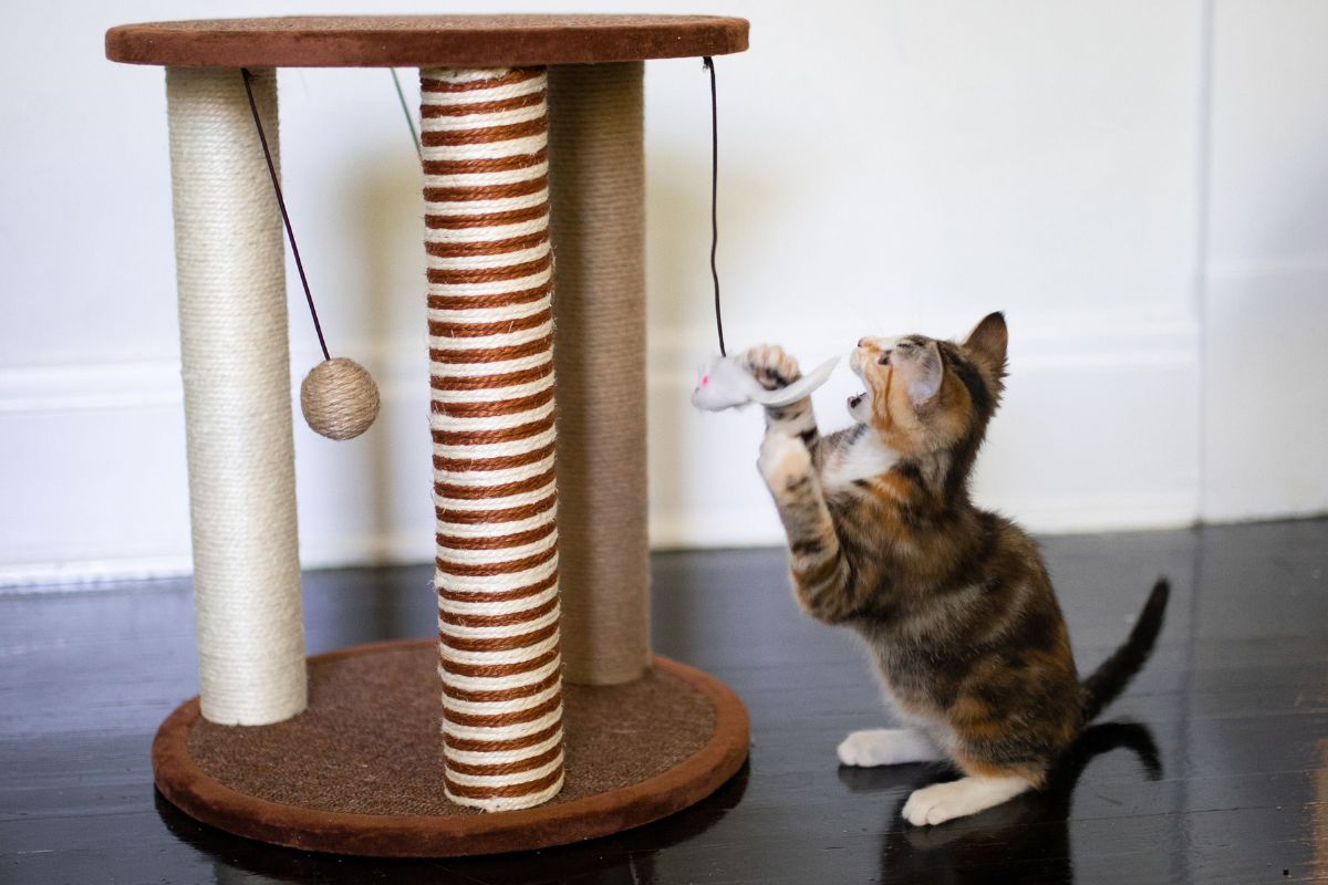 The Best Cat Scratching Posts for Every Home