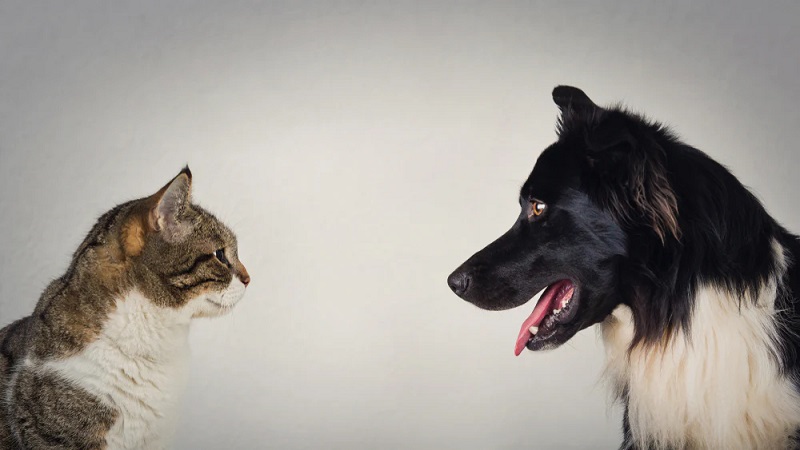 The Myth of the Cat-Dog Rivalry