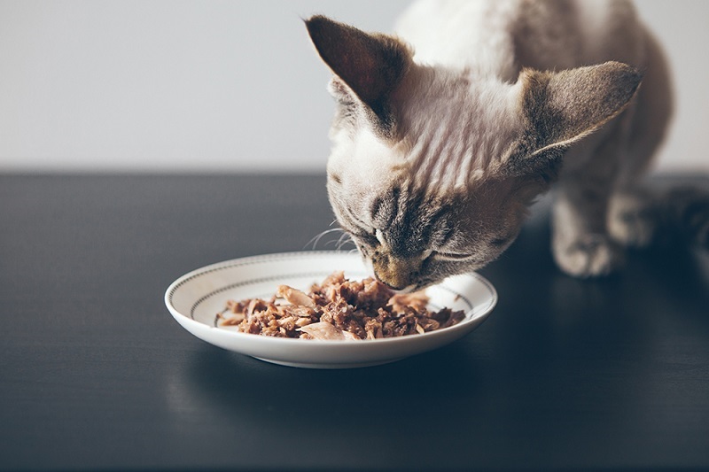 Transition Your Cat from Dry to Wet Food