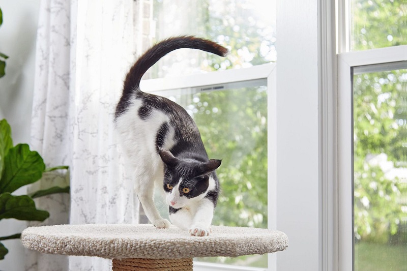 Types of Cat Scratching Posts