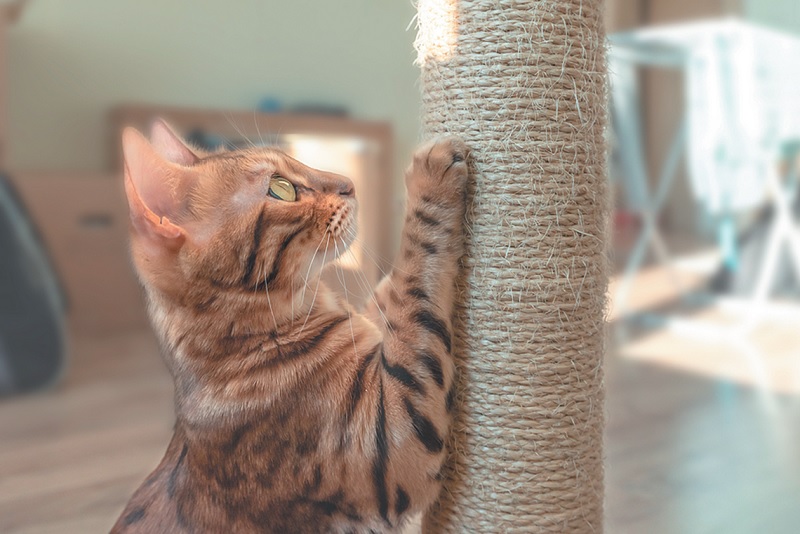 Types of Cat Scratching Toys