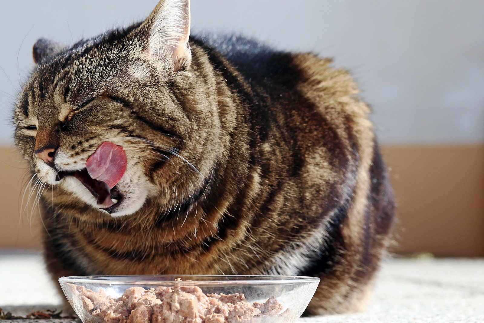 Types of Cat Wet Food