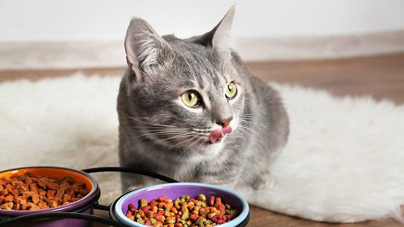 Types of Wet Food Options