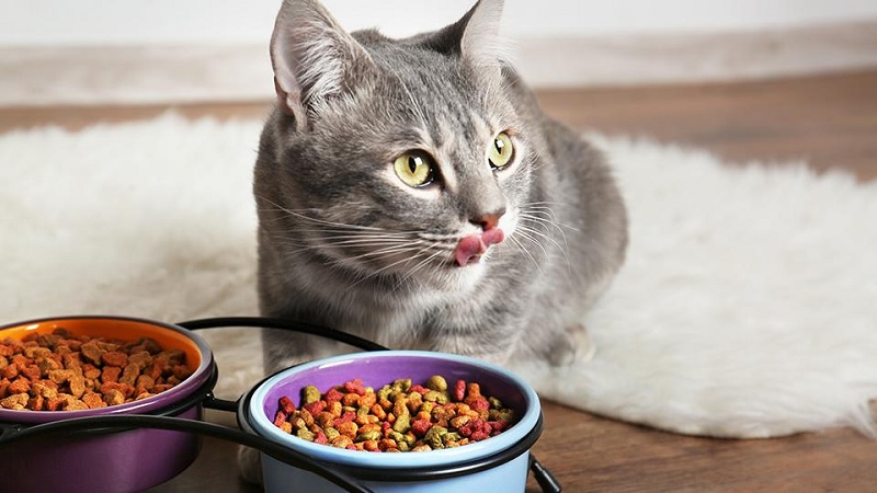 Understanding Cat Nutrition