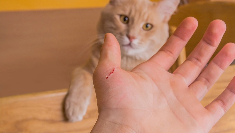 Understanding Cat Scratches