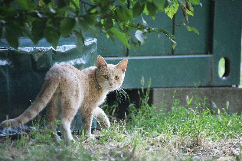 Understanding Territory in Cats and Dogs