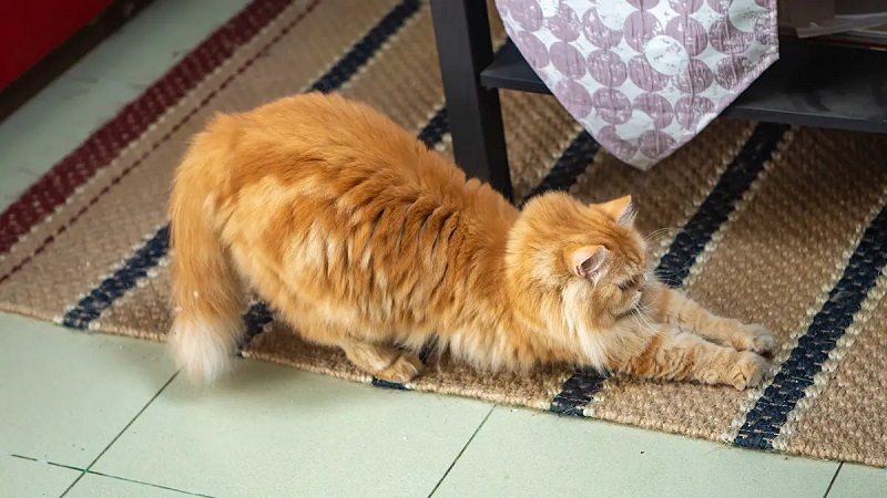 Understanding Why Cats Scratch the Carpet