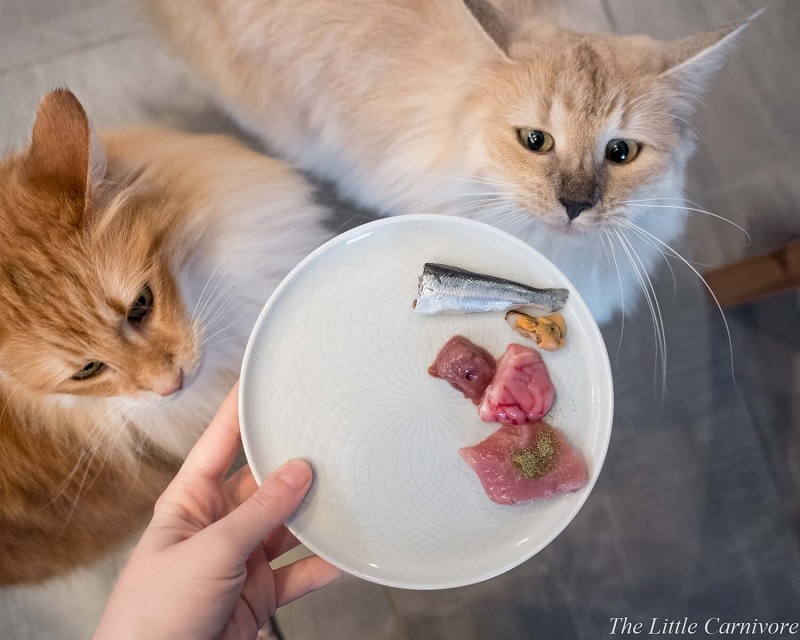 Understanding Your Cat's Dietary Needs