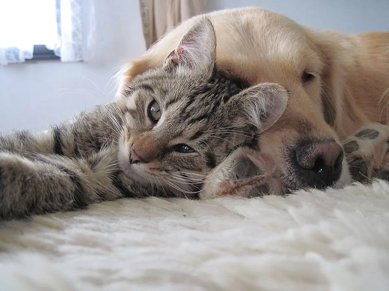 Understanding the Basics of Cat and Dog Relationships