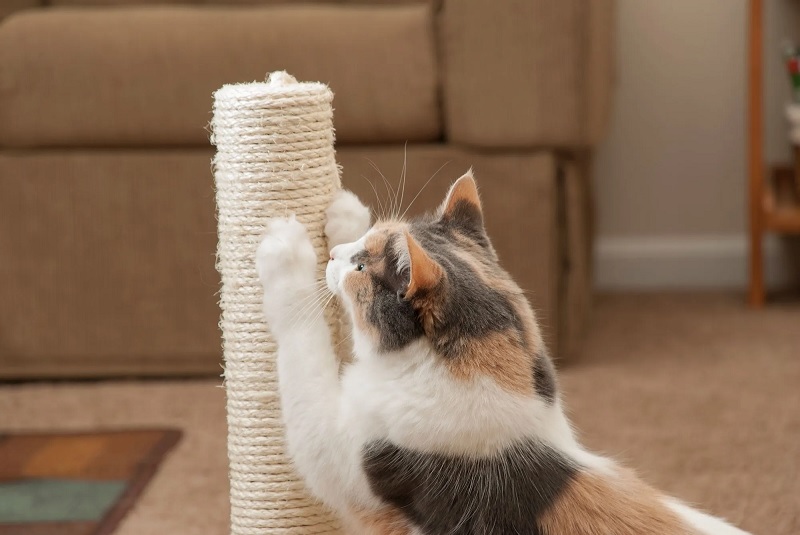 Understanding the Natural Instinct of Cats